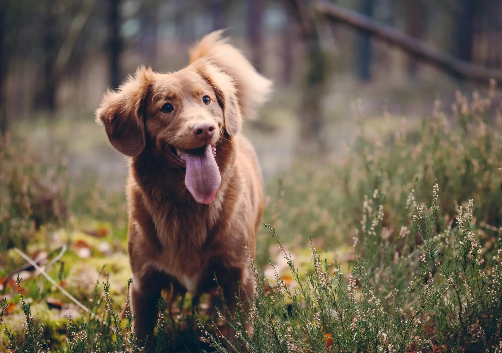 Difference Between Service, Emotional Support Animals, and Pets in Marietta, Georgia